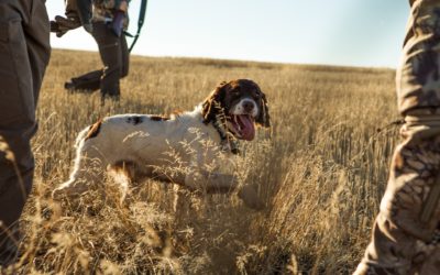 The 3 Types of Bird Dogs